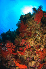 Naklejka na ściany i meble Gorgonian Sea fans, Pristine Scuba Diving at Tukang Besi/Wakatobi Archilpelago Marine Preserve, South Sulawesi, Indonesia, S.E. Asia