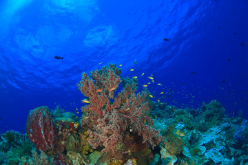 Plakat Scuba Diving at Tukang Besi/Wakatobi Archipelago Marine Preserve, South Sulawesi, Indonesia, S.E. Asia