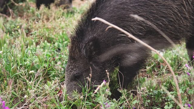 Close-up of wild boar looking for food in the green grass. Wild nature concept