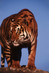 India, Bengal Tiger (Panthera Tigris)