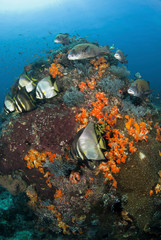 Naklejka na ściany i meble Indonesia, Komodo National Park, Tatawa Besar. Fish swim around coral. Credit as: Jones & Shimlock / Jaynes Gallery / DanitaDelimont.com