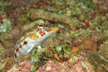 Longfinned Goby (Valenciennea longipinnis) Banda Sea, Indonesia