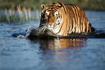 India, Bengal Tiger (Panthera Tigris)