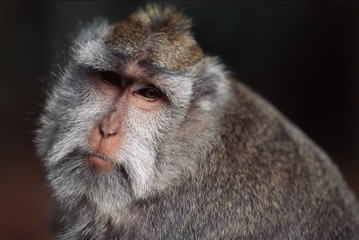 Indonesia, Bali, Ubud, Long-tailed Macaque resting in monkey forest sanctuary