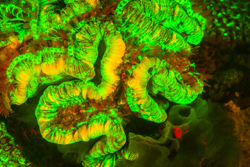 Natural occurring fluorescence in underwater hard corals (Tracbyphyllia geofroyt). Night dive at Kalabahi Bay, Alor Island, Indonesia