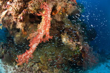 Fototapeta na wymiar Scuba Diving at Tukang Besi/Wakatobi Archipelago Marine Preserve, South Sulawesi, Indonesia, S.E. Asia 