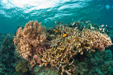 Naklejka na ściany i meble Scuba Diving at Tukang Besi/Wakatobi Archipelago Marine Preserve, South Sulawesi, Indonesia, S.E. Asia
