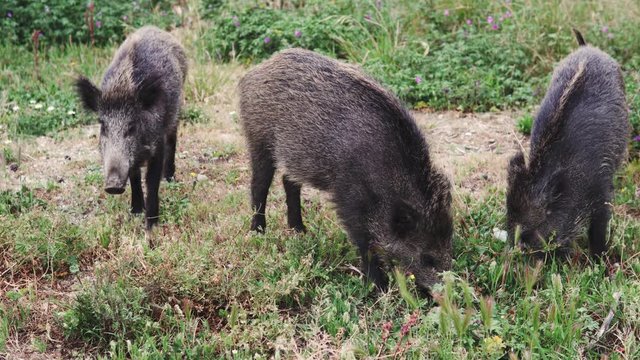 A wild boar family in the forest looking for food