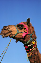 Asia, India, Rajasthan, Pushkar. A bedizened camel waits patiently at the Pushkar Fair in Rajasthan in India.