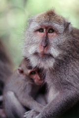 Indonesia, Bali, Ubud, Long-tailed Macaque resting in monkey forest sanctuary