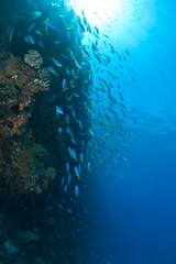 Fototapeta na wymiar Scuba Diving at Tukang Besi/Wakatobi Archipelago Marine Preserve, South Sulawesi, Indonesia, S.E. Asia