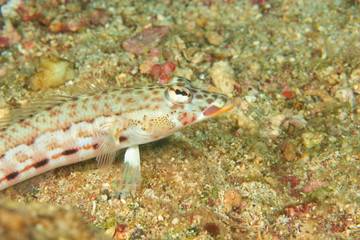 Longfinned Goby (Valenciennea longipinnis) Banda Sea, Indonesia