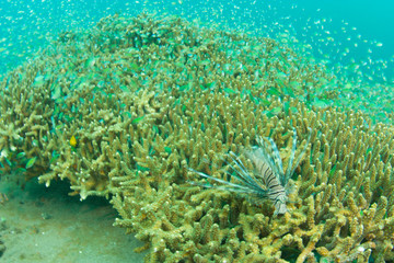 Fototapeta na wymiar Lionfish (Pterios volitans) and Blue-green Chromis (Chromis viridis) Banda Island, Indonesia 