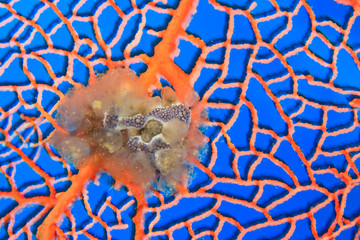 tunicates on sea fan, Scuba Diving at Tukang Besi/Wakatobi Archipelago Marine Preserve, South Sulawesi, Indonesia, S.E. Asia