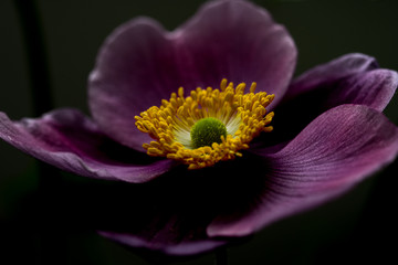 Nahaufnahme einer Herbstanemone vor dunklem Hintergrund
