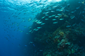 Naklejka na ściany i meble schooling fish, Scuba Diving at Tukang Besi/Wakatobi Archipelago Marine Preserve, South Sulawesi, Indonesia, S.E. Asia