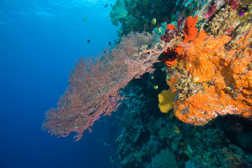Fototapeta na wymiar Pristine Scuba Diving at Tukang Besi/Wakatobi Archilpelago Marine Preserve, South Sulawesi, Indonesia, S.E. Asia 