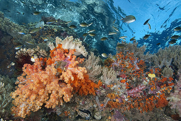 Naklejka na ściany i meble Indonesia, Papua, Raja Ampat. Underwater scenic of fish and coral. Credit as: Jones & Shimlock / Jaynes Gallery / DanitaDelimont.com