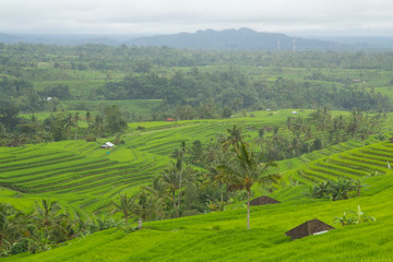 Fototapeta na wymiar Indonesia, Bali. Terraced Subak (irrigation) Rice fields of Bali Island