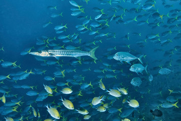 Indonesia, Papua, Raja Ampat. Underwater scenic of schooling fish. Credit as: Jones & Shimlock /...