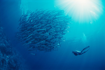 Fototapeta premium Indonesia, Scuba diving in sea