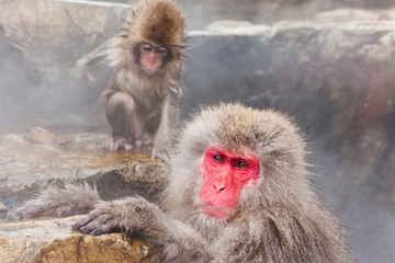Japanese macaque (Macaca fuscata), Snow monkey, Joshin-etsu National Park, Honshu, Japan