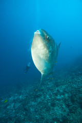 Adult Ocean Sunfish (Mola mola) heaviest bony fish in the world, Nusa Penida, Bali, Indonesia