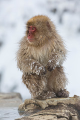 Snow monkeys wintering in Nagano, Japan.