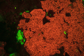 Natural occurring red fluorescing sponges (Leucetta sp.) and green hard coral (Acropora sp.). Night...