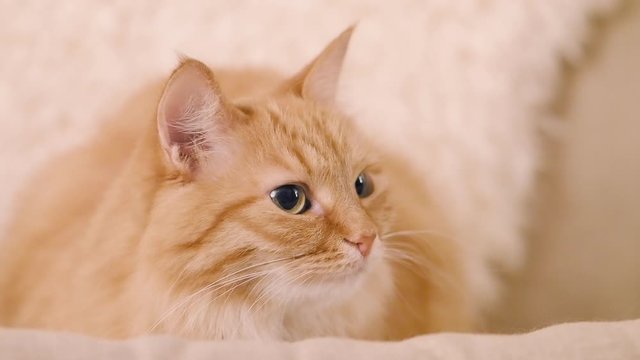 Cute ginger cat dozing on beige chair. Close up slow motion footage of fluffy pet.