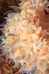 cup coral, Scuba Diving at Tukang Besi/Wakatobi Archipelago Marine Preserve, South Sulawesi, Indonesia, S.E. Asia