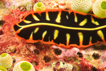flatworm, Scuba Diving at Tukang Besi/Wakatobi Archipelago Marine Preserve, South Sulawesi, Indonesia, S.E. Asia