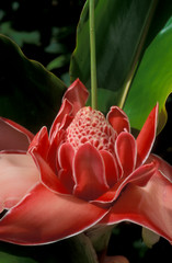 Torch Ginger, (Etlingera elatior), native to Indonesia.