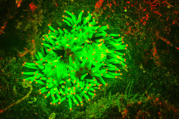 Natural occurring red fluorescing sponge (Leucetta sp.) and sea anemone (Macrodactyla sp.). Night...