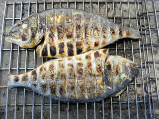 grilled dorado. grilled fish. B-B-Q
