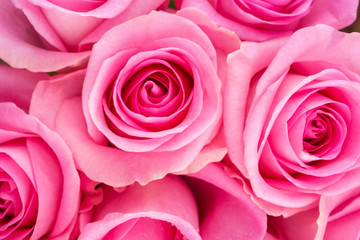 Background image of pink roses