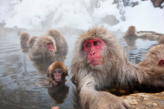 Japanese macaque (Macaca fuscata), Snow monkey, Joshin-etsu National Park, Honshu, Japan