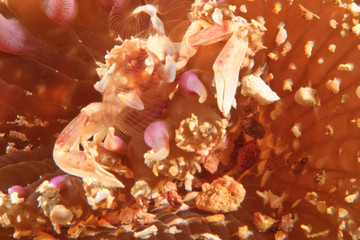 Porcelain Crab (Neopetrolisthes maculatus) on Sea Anemone, Banda Sea, Indonesia