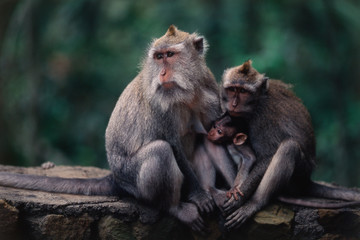 Indonesia, Bali, Ubud, Long-tailed Macaque resting in monkey forest sanctuary
