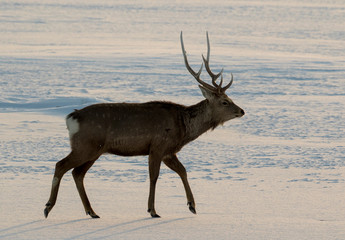 Male buck sika deer on snow Hokkaido, Japan