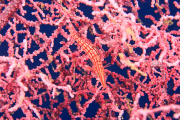 Longnose Hawkfish, Tulamben, North Bali, Indonesia