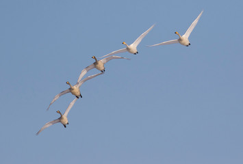 Whooper swans wintering in Hokkaido, Japan.