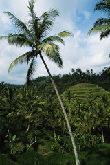Indonesia, Bali, Ubud, Lush green rice terraces and palm trees
