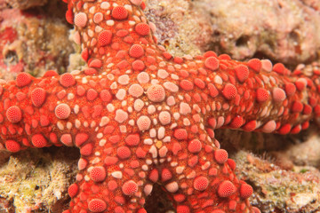 sea star, Scuba Diving at Tukang Besi/Wakatobi Archipelago Marine Preserve, South Sulawesi, Indonesia, S.E. Asia