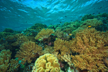 Pristine Scuba Diving at Tukang Besi/Wakatobi Archilpelago Marine Preserve, South Sulawesi,...
