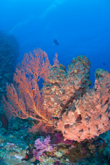 Fototapeta na wymiar Scuba divers at Tukang Besi Marine Preserve, pristine reefs near Wakatobi Diver Resort, South Sulaweso, Indonesia, S.E. Asia