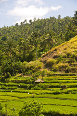 Tukadabu Rice Terraces near Tulamben, North Bali, Indonesia, S.E. Asia 
