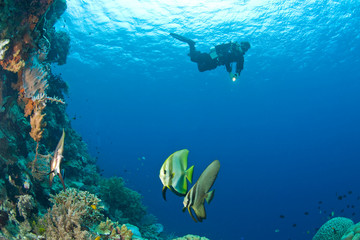 Fototapeta premium Batfish,scuba diver at Tukang Besi Marine Preserve, pristine reefs near Wakatobi Diver Resort, South Sulaweso, Indonesia, S.E. Asia