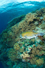 Stary Puffer fish, Scuba Diving at Tukang Besi/Wakatobi Archipelago Marine Preserve, South Sulawesi, Indonesia, S.E. Asia 