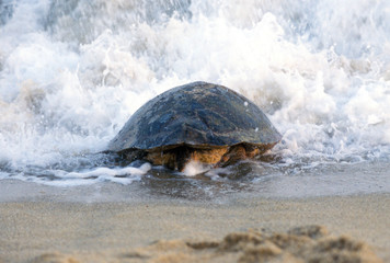 Asia, Japan, Kagoshima, Yakushima, Nagata, Loggerhead Turtle Returning to Sea After Laying Eggs (Caretta caretta)